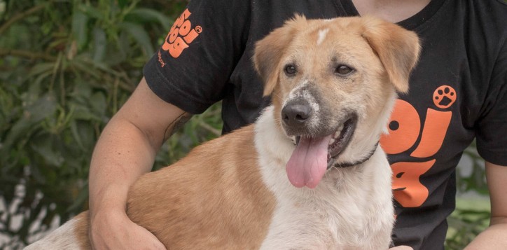 charity-with-soi-dog-foundation-2